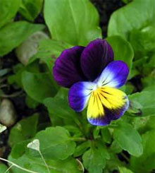 Violet (viola) - plante de casa