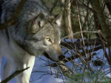 Filme despre lupi online - portal sălbatic