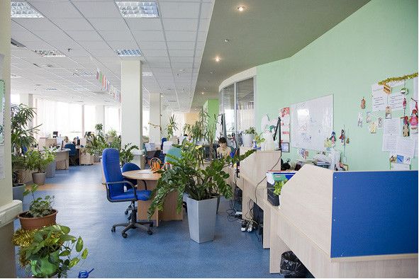 Plantarea și ecologizarea birourilor din Moscova, serissa