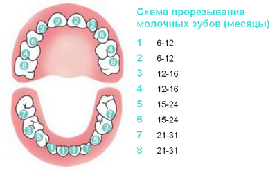 Formarea și dezvoltarea dinților