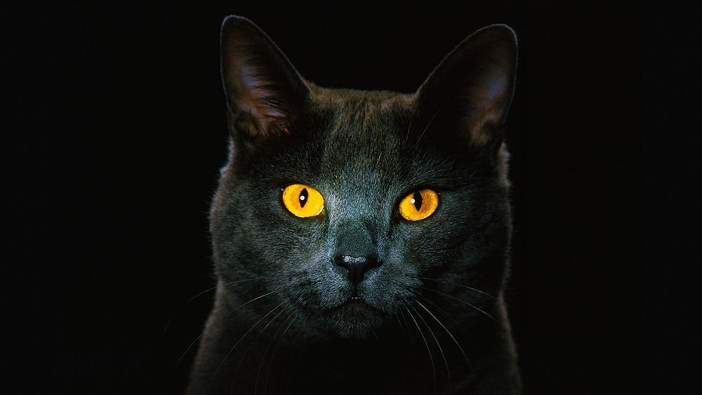 Фото чорних котів з жовтими очима