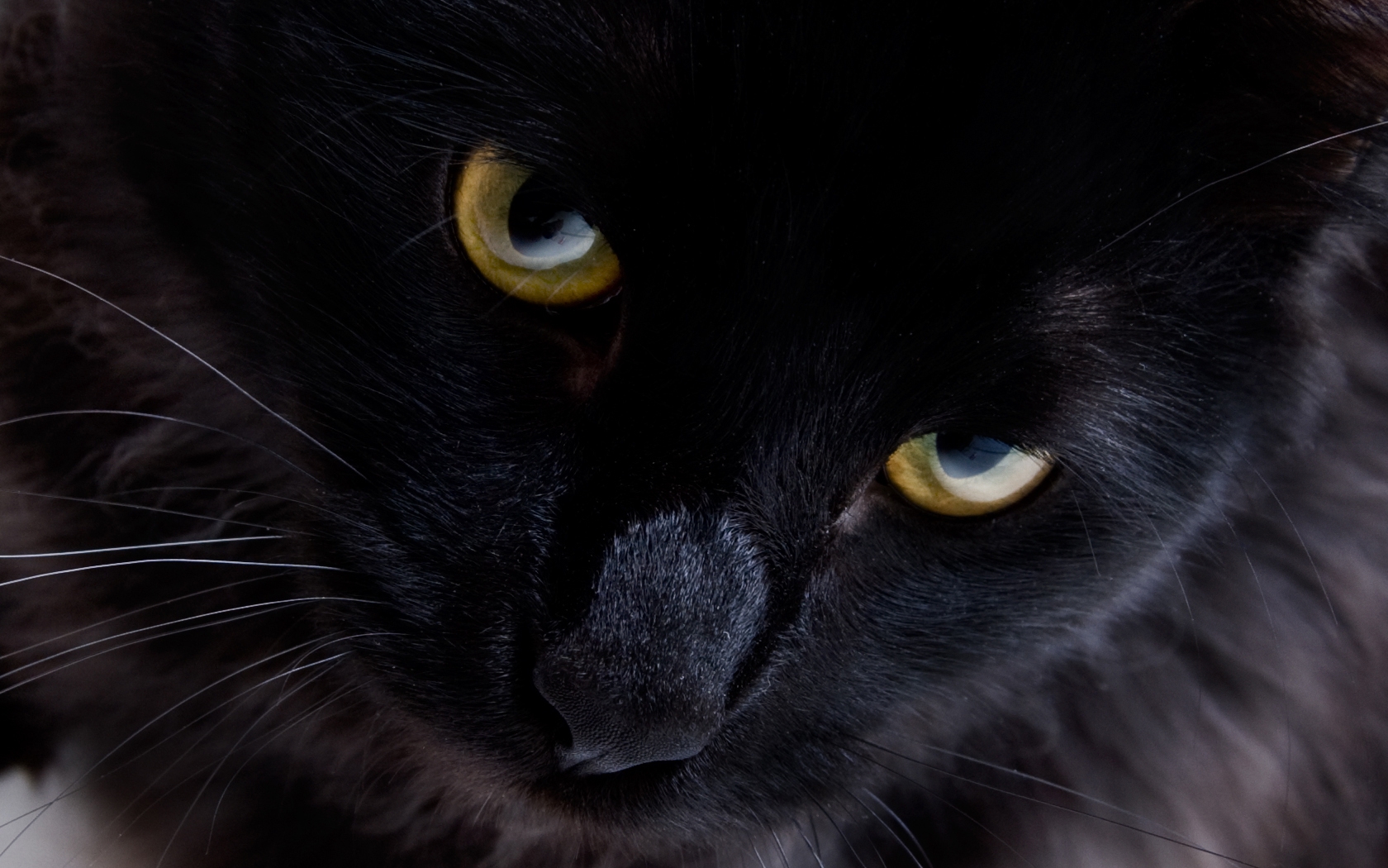 Fotografie de pisici negre cu ochi galbeni