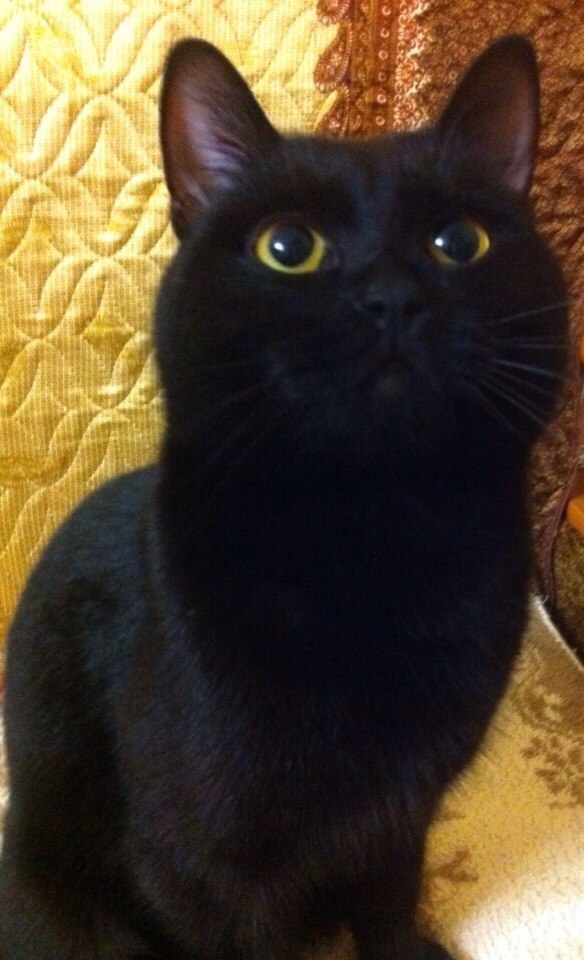 Photo fekete macska sárga szemek