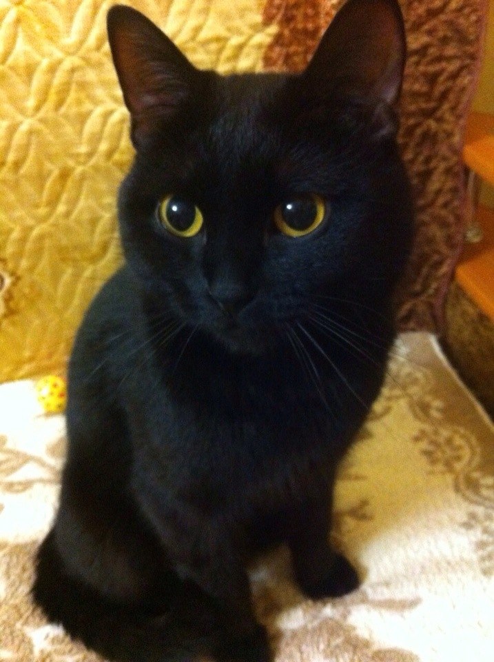 Photo fekete macska sárga szemek
