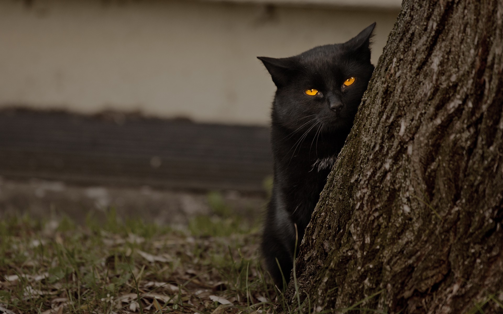 Fotografie de pisici negre cu ochi galbeni