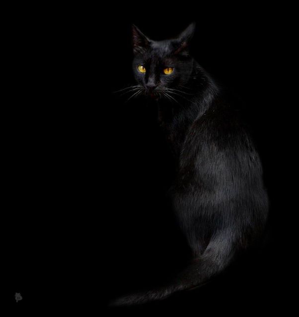 Фото чорних котів з жовтими очима