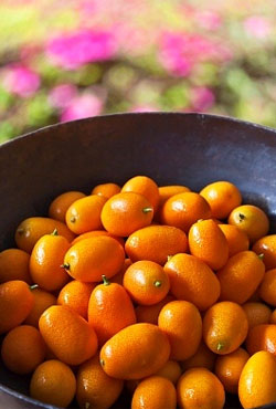 Fructele Kumquat și proprietățile acestora