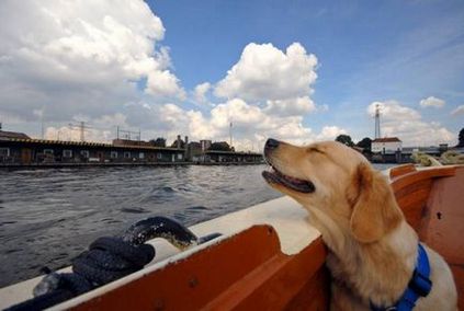 Hamburg este cel mai bun câine pentru orașul german