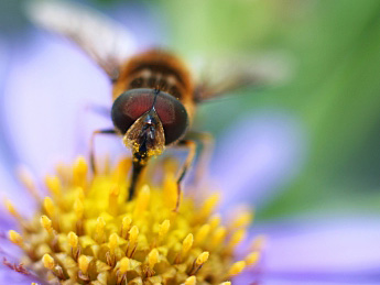 Moartea globală a albinelor - o amenințare pentru umanitate