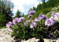 Globularia populare specie cu fotografii, cultivare și reproducere - viața mea