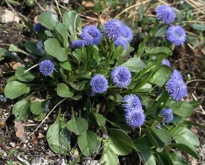 Globularia populare specie cu fotografii, cultivare și reproducere - viața mea