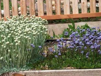 Globularia populare specie cu fotografii, cultivare și reproducere - viața mea