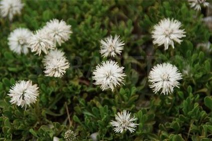 Globularia populare specie cu fotografii, cultivare și reproducere - viața mea