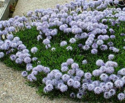 Globularia populare specie cu fotografii, cultivare și reproducere - viața mea