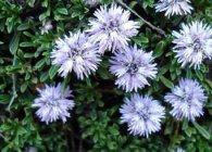 Globularia populare specie cu fotografii, cultivare și reproducere - viața mea