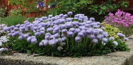 Globularia populare specie cu fotografii, cultivare și reproducere - viața mea