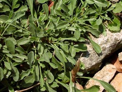 Globularia populare specie cu fotografii, cultivare și reproducere - viața mea