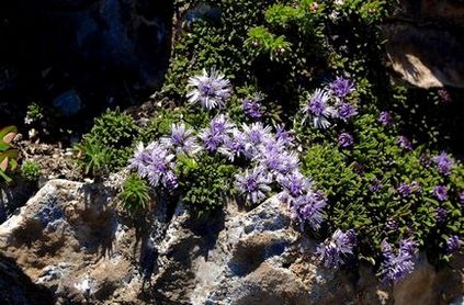 Globularia (sharovnitsa) fotografie, specie și cultivare