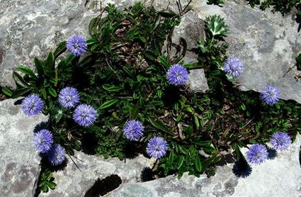 Globularia (sharovnitsa) fotografie, specie și cultivare