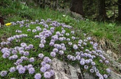 Globularia (sharovnitsa) fotografie, specie și cultivare