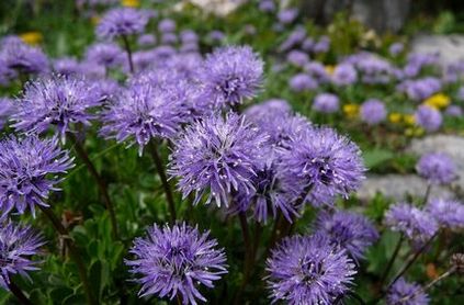 Globularia (sharovnitsa) fotografie, specie și cultivare