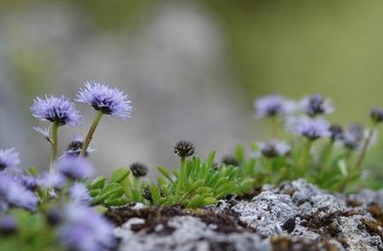 Globularia (sharovnitsa) fotografie, specie și cultivare