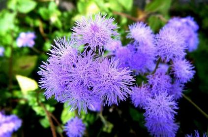 Globularia (sharovnitsa) fotografie, specie și cultivare