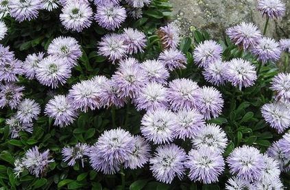 Globularia (sharovnitsa) fotografie, specie și cultivare