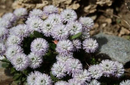 Globularia (sharovnitsa) fotografie, specie și cultivare