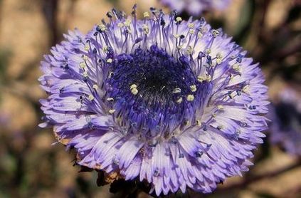 Globularia (sharovnitsa) fotografie, specie și cultivare