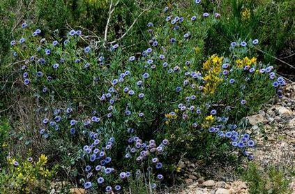 Globularia (sharovnitsa) fotografie, specie și cultivare