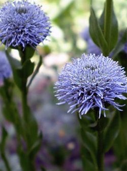 Globularia cultivarea globulariei