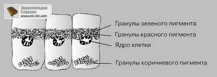 Гормони - Енциклопедія Кольєра - енциклопедії & amp; словники