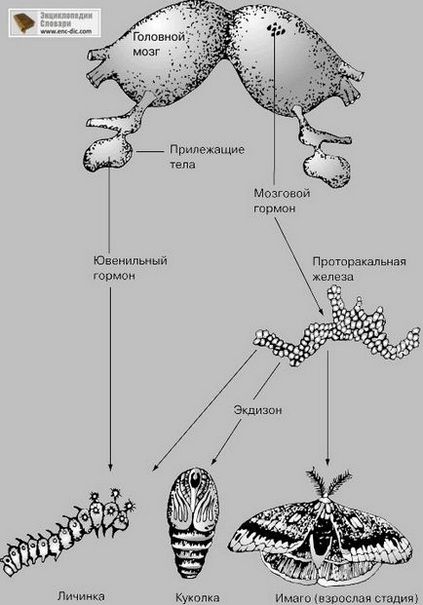 Гормони - Енциклопедія Кольєра - енциклопедії & amp; словники