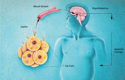 Гормон ситості чому сила волі безсила проти лептину