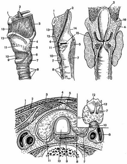 Larynx, regiunea sub-linguală (regio subhyoidea), anatomia topografică a gâtului