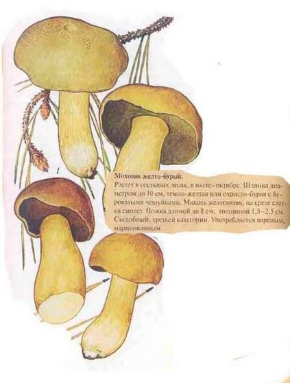 Ciuperci de mușchi