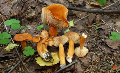 Mushroom podorshnik (spurge) - fotografie, descrierea produselor lactate