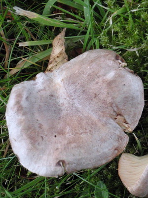 Ciuperci podorshnik (spurge, arbore, macrou rosu-maro) fotografie, descriere și aplicare a ciupercilor