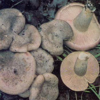 Гриб подорешнік (молочай, подмолочнік, груздь червоно-коричневий) фото, опис і застосування гриба