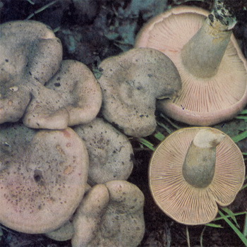 Ciuperci podorshnik (spurge, arbore, macrou rosu-maro) fotografie, descriere și aplicare a ciupercilor