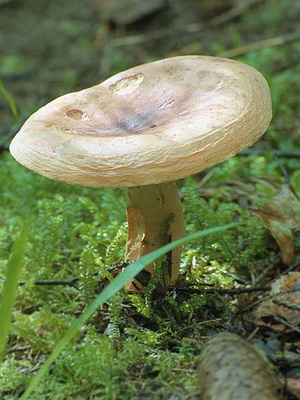 Ciuperci podorshnik (spurge, arbore, macrou rosu-maro) fotografie, descriere și aplicare a ciupercilor