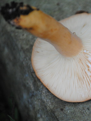 Ciuperci podorshnik (spurge, arbore, macrou rosu-maro) fotografie, descriere și aplicare a ciupercilor