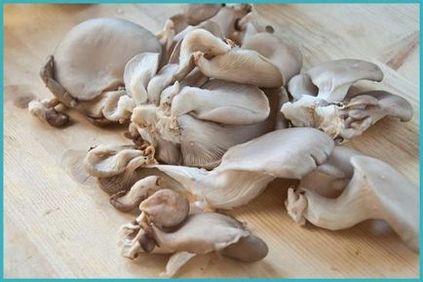 O ciupercă de ciuperci cum să gătești și să marinați rapid și gustoase ciuperci de stridii (reteta rapida