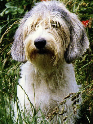 Griffon Vadeysky (fotografie mare și mică) și descrierea bastei griffin