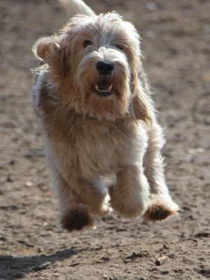 Griffon Vadeysky (fotografie mare și mică) și descrierea bastei griffin