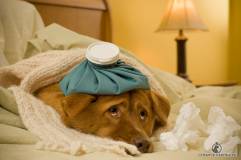 Gripa la câini - 23 ianuarie 2014 - informații utile - Îi voi da pisoiului