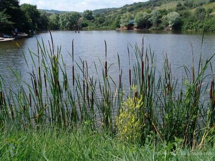 Pear Lacul de pescuit preț