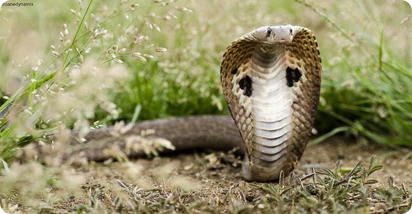 Cobra indiană sau șarpe spectaculoasă (lat