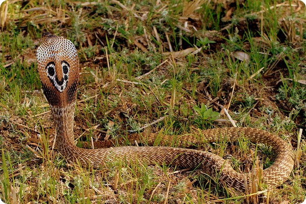 Cobra indiană sau șarpe spectaculoasă (lat